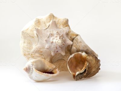Sea cockleshells of various form