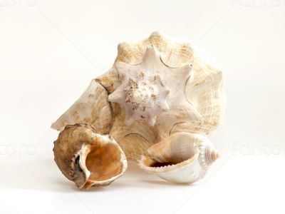 Sea cockleshells of various form