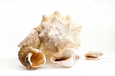 Sea cockleshells of various form