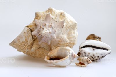 Sea cockleshells of various form