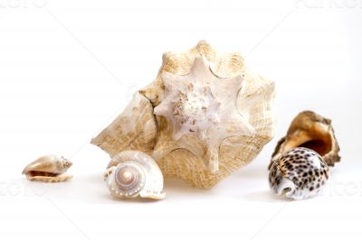 Sea cockleshells of various form