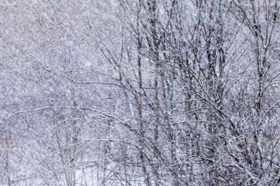 The tree branches with snow after a blizzard