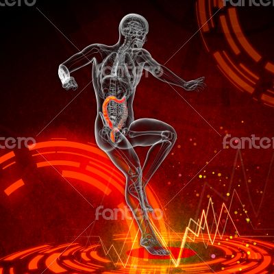 Human digestive system large intestine Human digestive system large intestine