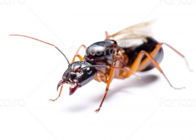 Black Carpenter Ant (Camponotus pennsylvanicus)