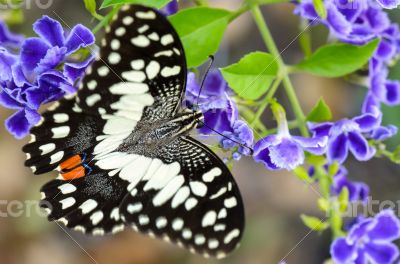 Papilio demoleus black and white spots butterfly