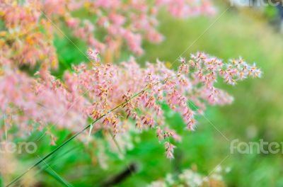 Pink flower of grass