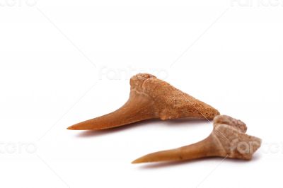 The Shark Teeth on the white backround The Shark Teeth on the white backround