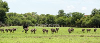 Ostriches grazing Ostriches grazing