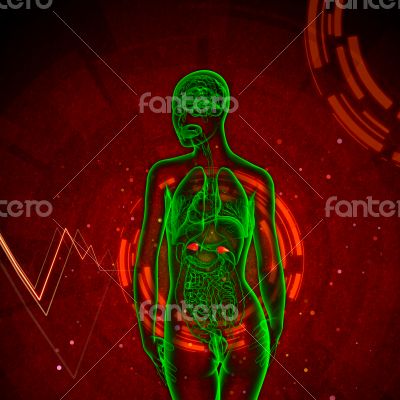 3d render medical illustration of the adrenal 