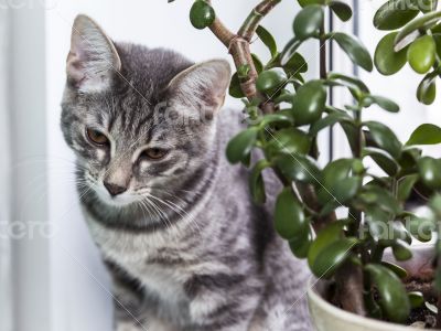 The gray kitten hid among house plants