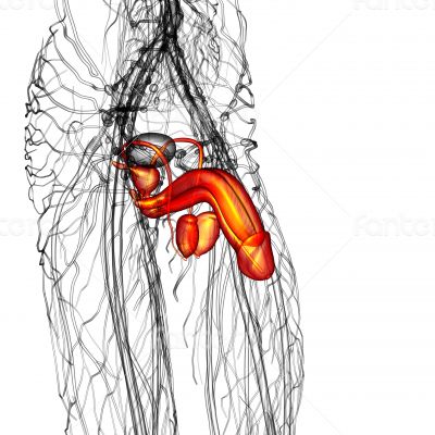 male reproductive system