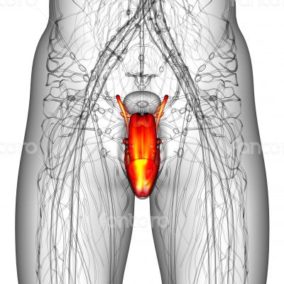 male reproductive system