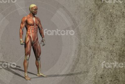 3d render illustration of the muscle 