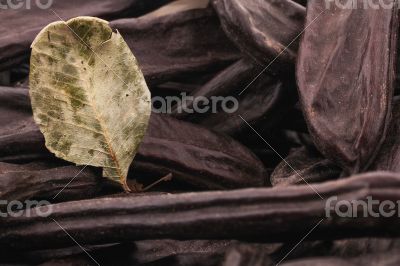 The Ripe Carob on the white background