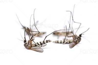 Dead mosquito group isolated on white background