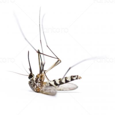 Dead mosquito isolated on white background
