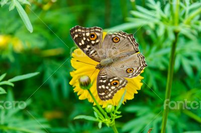 Close up Lemon Pansy butterfly