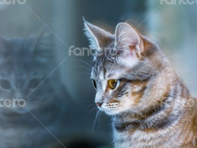 Gray kitten near the window