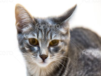The gray kitten