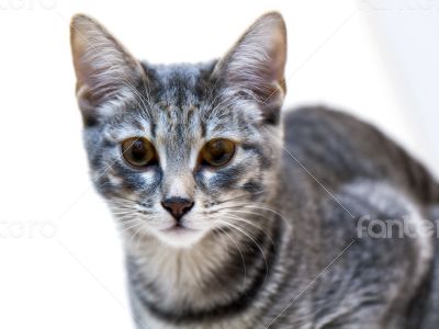 The gray kitten