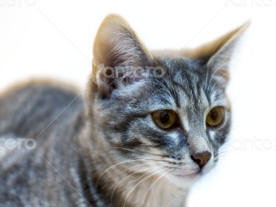 Gray kitten