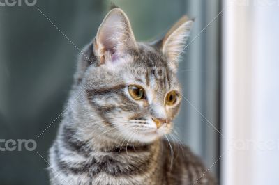Gray kitten