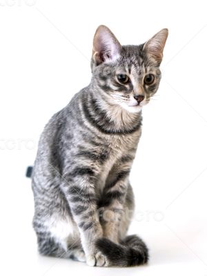 Gray kitten