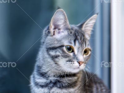 Gray kitten near the window
