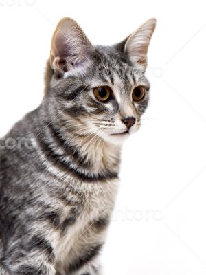 Gray kitten