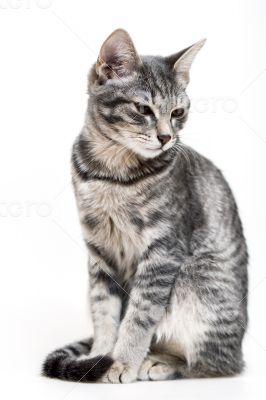 Gray kitten