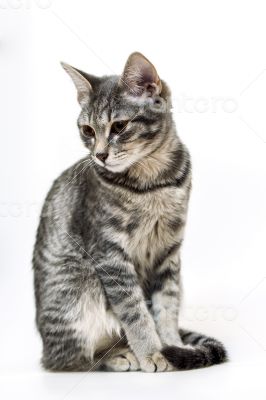 Gray kitten