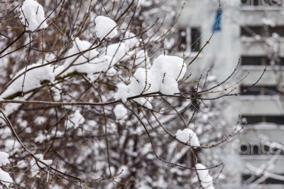 The tree branches covered with snow after a blizzard