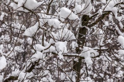 The tree branches covered with snow after a blizzard