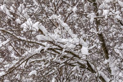 The tree branches covered with snow after a blizzard