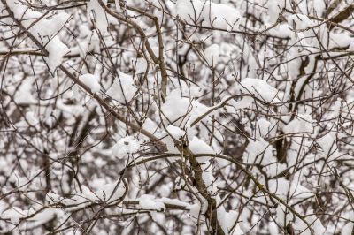 The tree branches covered with snow after a blizzard