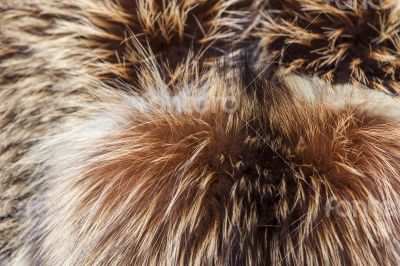 Texture of a product from fur of a fox Texture of a product from fur of a fox
