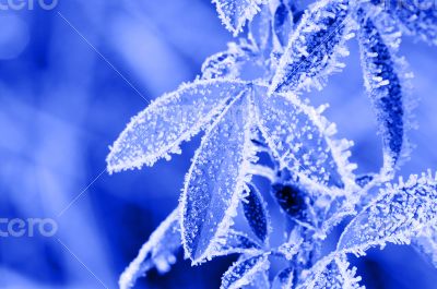 Frost leaves