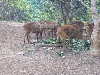 deer bawean