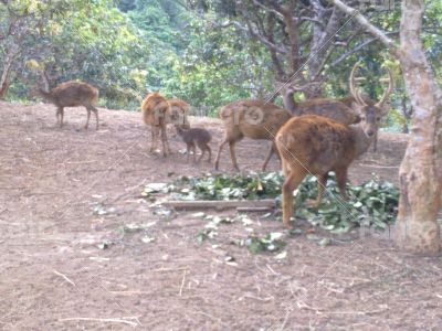 Bawean deer, the only kind in the world