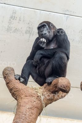 The thinking chimp