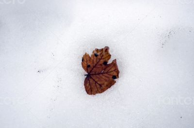 Close up of pale beech leaf in melting snow