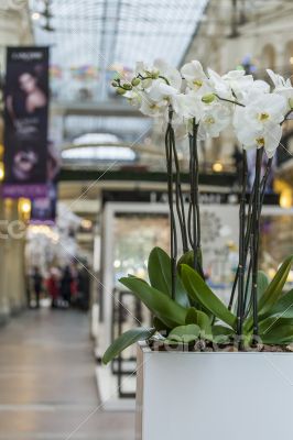 Moscow, GUM. Flowers in an interior