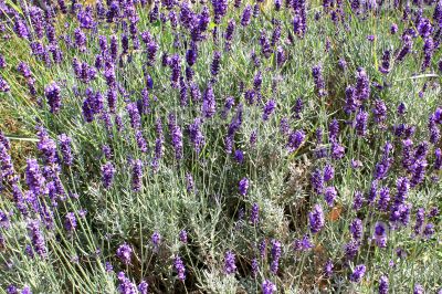 Field of lavender