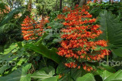 Tiny red flowers