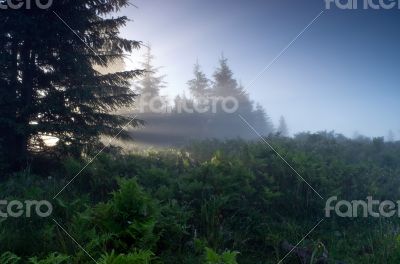 evening mountain plateau landscape (Carpathian, Ukraine) 