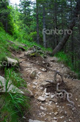 Pathway in summer green mountain forest Pathway in summer green mountain forest