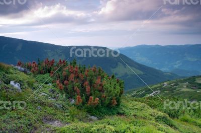 evening mountain plateau landscape (Carpathian, Ukraine) 