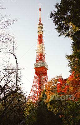 Tokyo in Autumn