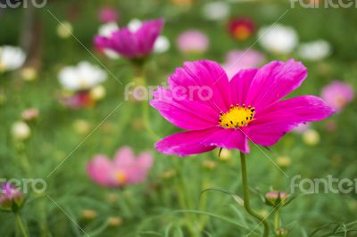 Pink Flower in a Garden