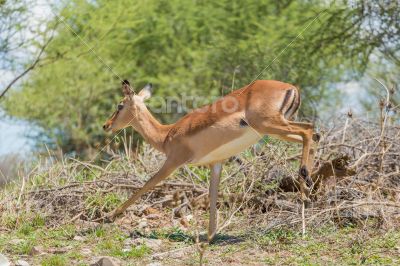 Impala on the run
